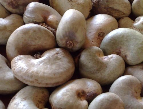 Raw Cashew Nuts